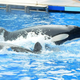 Illustration for article titled US Appeals Court Upholds $12,000 Fine Against Sea World